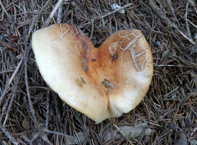 Piccoli successi? Lactarius volemus ?